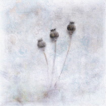 Opium poppy, Papaver somniferum. Digitally manipulated image of three Opium poppy seedheads against softened, muted background creating effect of illustration.