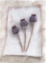 Opium poppy, Papaver somniferum. Digitally manipulated image of three Opium poppy seedheads arranged on paper against softened, muted background creating effect of illustration.