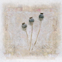 Opium poppy, Papaver somniferum. Digitally manipulated image of three Opium poppy seedheads arranged within frame against softened, muted background creating effect of illustration.