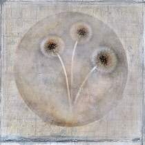 Dandelion clock, Taraxacum officinale. Digitally manipulated image of three dandelion seedheads within circle against softened, muted background creating effect of illustration.