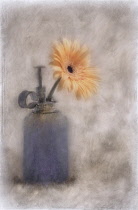 Gerbera jamesonii cultivar. Digitally manipulated image of single Gerbera flower displayed in pump action cannister against softened, muted background creating effect of illustration.