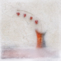 Physalis alkekengi. Digitally manipulated image of stem of Cape Gooseberry hung with decorative, lantern-like calyces against softened, muted background creating effect of illustration.