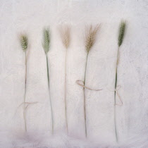Barley, Hordeum cultivar. Digitally manipulated image of five stems of Barley against softened, muted background creating effect of illustration.