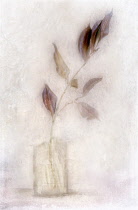 Smoke bush, Cotinus coggygria, Digitally manipulated image of stem of Cotinus in a glass vase with glossy, dark, leaves against a softened, muted background creating the effect of illustration.