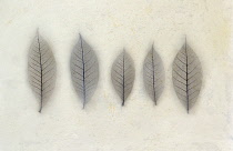 Digitally manipulated image of row of leaves of various sizes on softened, muted background creating the effect of illustration.