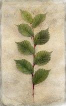 Digitally manipulated image of stem and green leaves on softened, muted background creating the effect of illustration.
