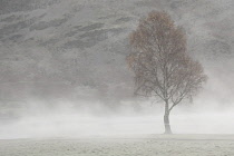 Digitally manipulated image of unidentified tree in landscape with appearance of drifting smoke or mist and soft, muted colours creating the effect of an illustration or painting.