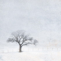 Oak, Quercus robur. Digitally manipulated image of oak tree with stark,bare branches in winter landscape with fence line behind. Use of cool, muted colours create the effect of an illustration or pain...