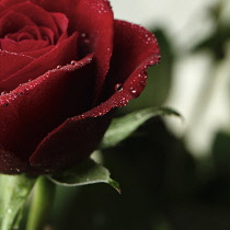 Rose, Close up cropped shot or red rosa.