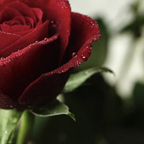 Rose, Close up cropped shot or red rosa.