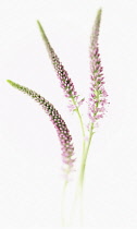 Veronica, cut out of three Veronica gentianoides.
