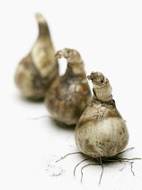 Daffodil bulbs shot in a studio against a white background.