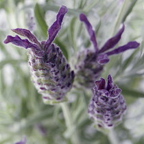 French Lavender growing in the wild,  Lavandula Stoechas.