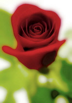 Red Rose close up.