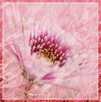 Pink flower abstract representation.