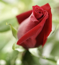 Royal William Red Rose close up of bud beginning to open.