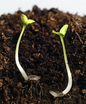 Young seedlings growing in soil.