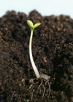 Young seedling growing in soil.