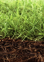 Grass, section through ground showing plant growing above and below the soil.