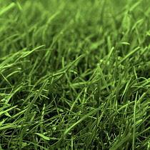 Grass growing, detail showing pattern of leaves.