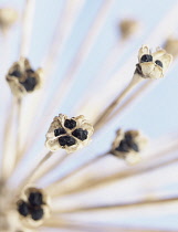 Allium close up showing pattern.