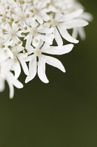 Flower head,