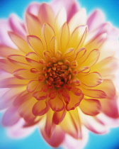 Dahlia, close cropped view.