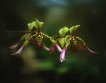 Orchid, Paphiopedilum lowii.