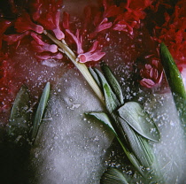 Pink Hyacinth in ice, Hyacinthus orientalis.