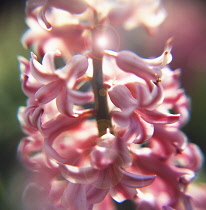 Pink Hyacintht orientalis.