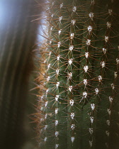 Cactus, dose up detail of Aporocactus.