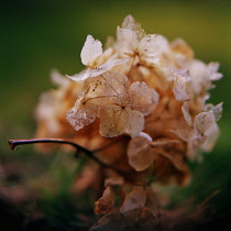 Hydrangea in autumn.