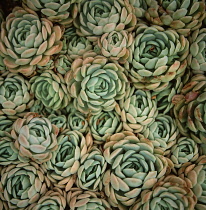 Echeveria.