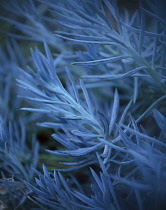 Lavender, Lavandula.