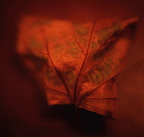 Leaf detail in during Autumn.