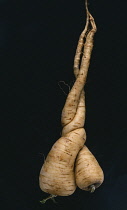 Parsnip, unusual shaped Pastinaca sativa.