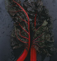 Swiss Chard, Beta vulgaris.