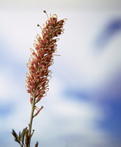 Grevillea against cloudy sky.