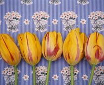 Tulips in a row against a printed pattern background.