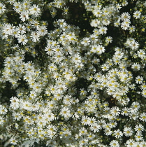 White Daisies, Bellis.