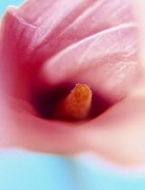 Lily, Close up of Zantedeschia.