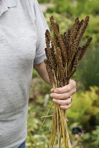 Close up of womans hand holding dried Golden coloured plant bearing seeds.