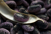 Runner bean, Phaseolus coccineus. Shelled beans of mottled black and purple colour with open, drying pod containing single bean lying on top.