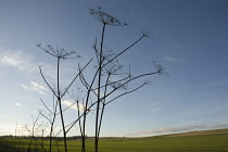 Hogweed, Heracleum sphondylium. Drying, skeletal stems of Hogweed silhouetted against pale blue sky.