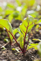 Beetroot, Beta vulgaris 'Dewing's Early'. Green leaves of growing beetroot with red stems and veining.