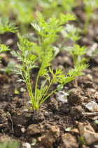 Carrot, Daucus carota 'Egmont Gold'. Green, feathery leaves of carrot seedlings.
