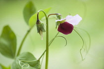 Pea, Pisum sativum 'Purple podded'. Bi-coloured purple and white pea flower on bent stem.