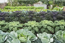 Kale, Brassica oleracea acephala. Hampton Court, 2009. Winchester Growers, The Growing Tastes allotment garden. Rows of growing kale and cabbages with compost heap beyond.