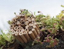 Insect shelter. Hampton Court, 2009. Winchester Growers, The Growing Tastes allotment garden. Shelter for solitary bees made from hollow canes amongst sedum on living roof.