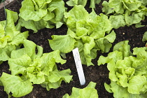 Lettuce, Latuca Sativa 'Tom Thumb'. Hampton Court, 2009. Winchester Growers, The Growing Tastes allotment garden, rows of growing lettuces.
